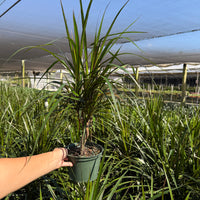 Dracaena Marginata