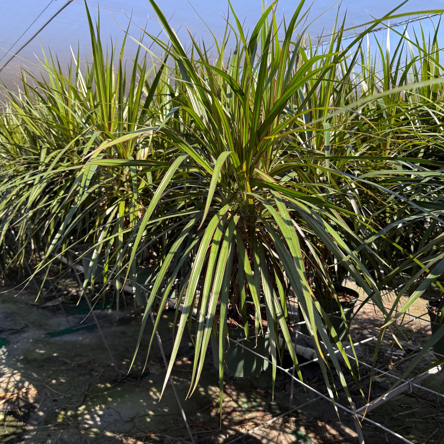 Dracaena Marginata