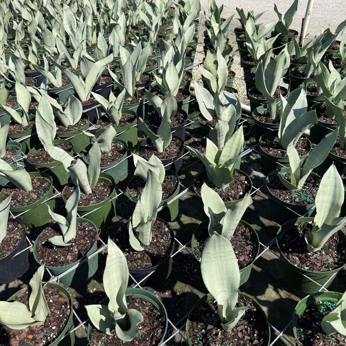 Sansevieria Moonshine