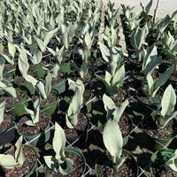 Sansevieria Moonshine