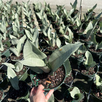 Sansevieria Moonshine