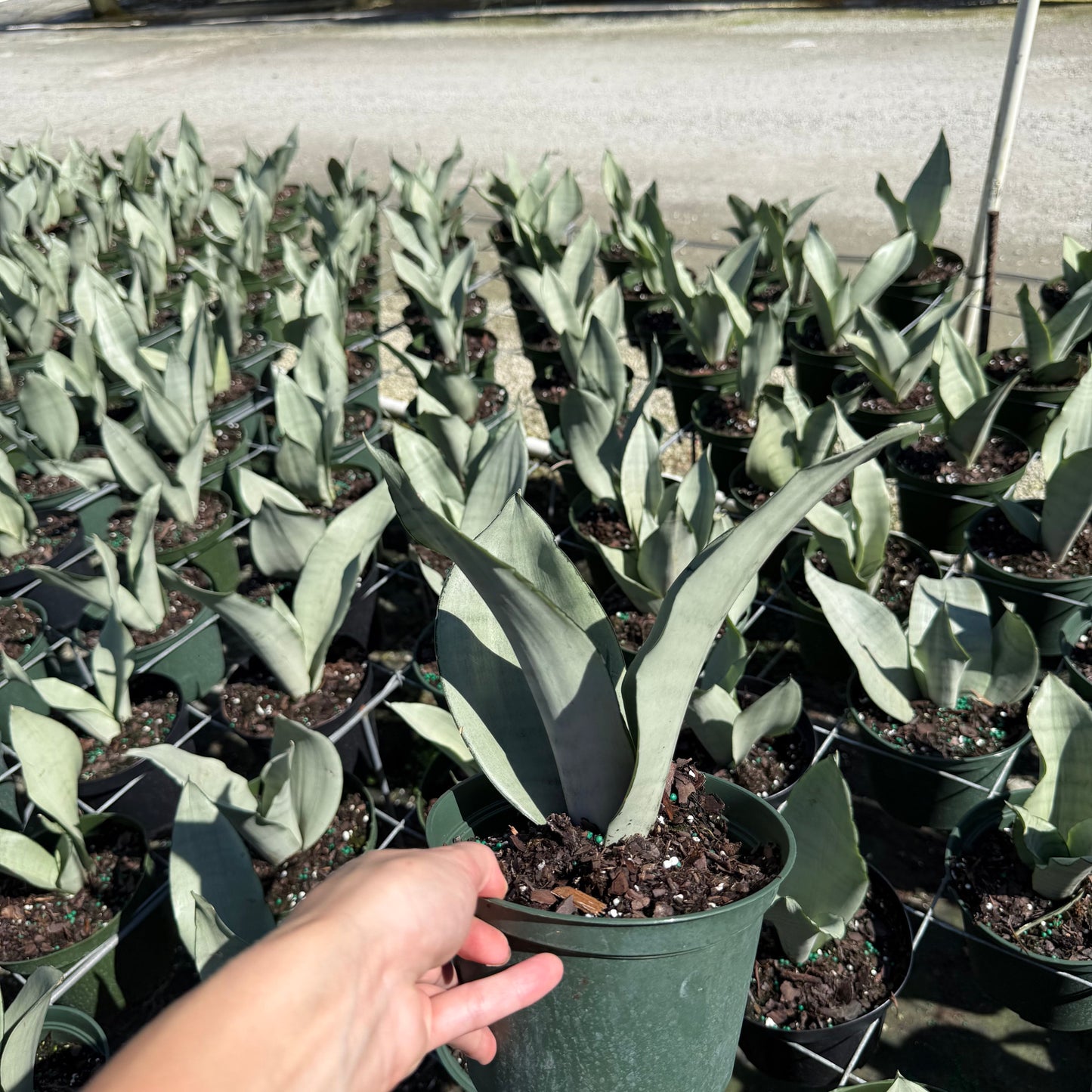 Sansevieria Moonshine