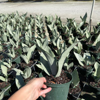 Sansevieria Moonshine