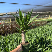 Yucca Cane 6”