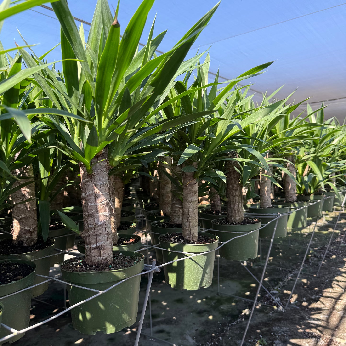 Yucca Cane 6”