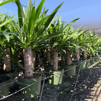 Yucca Cane 6”