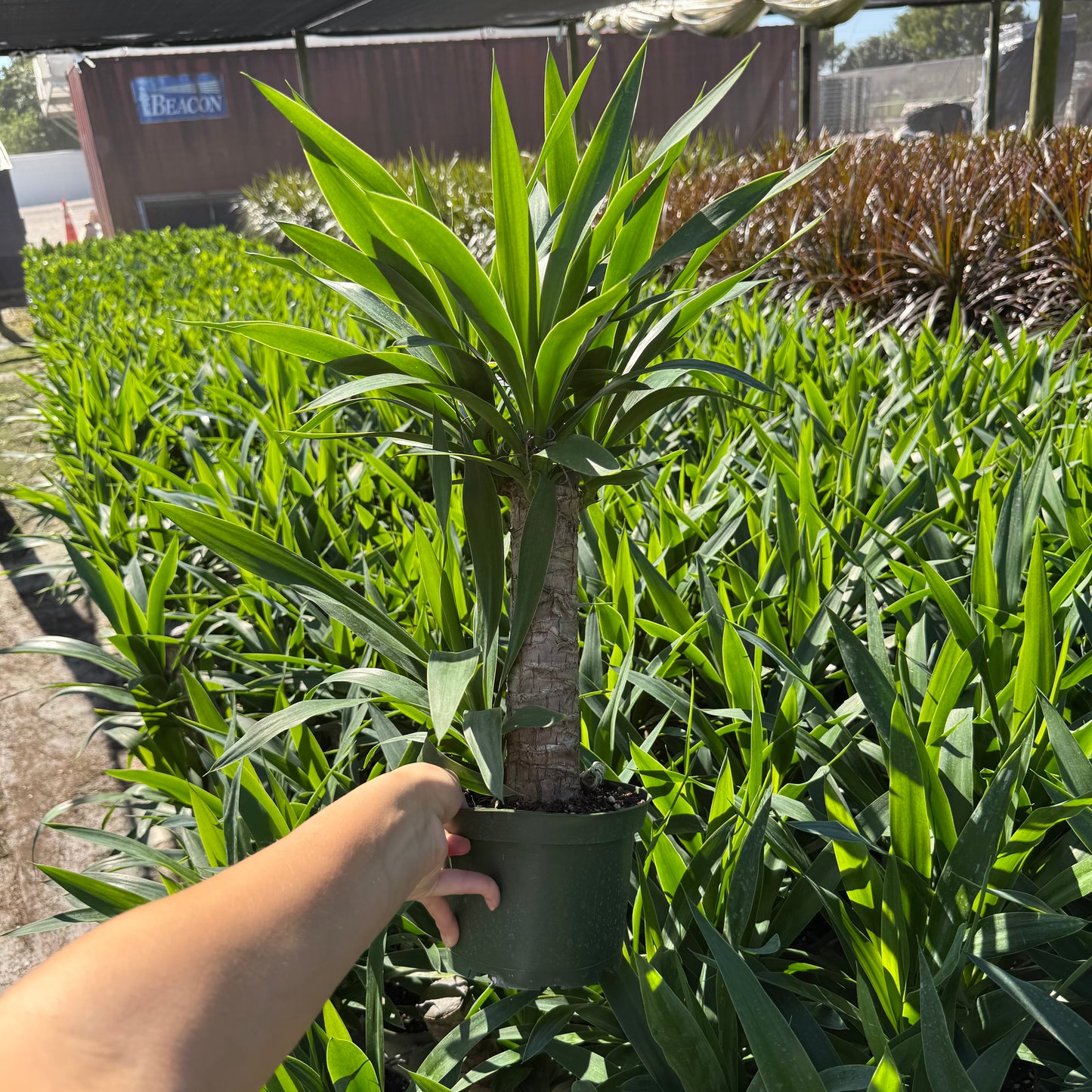 Yucca Cane 6”