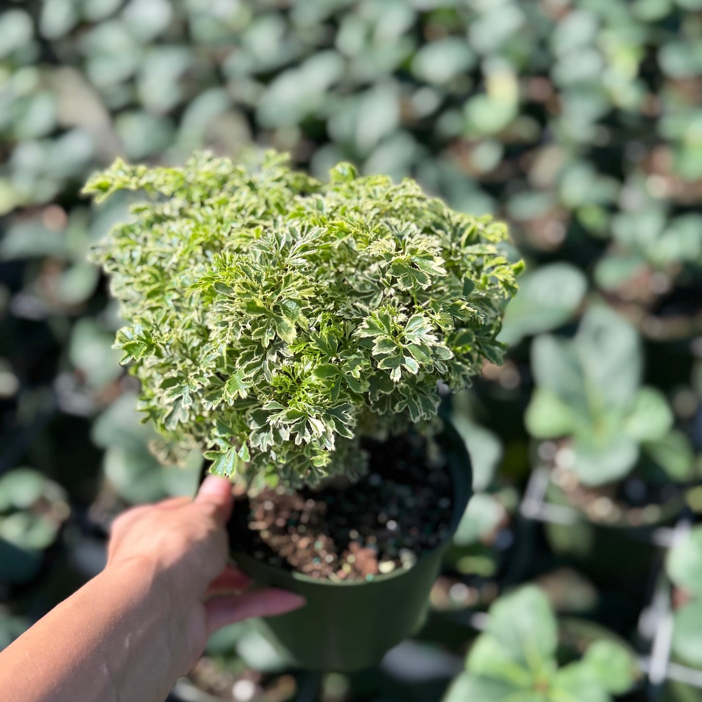 Aralia Ming Stump 6”