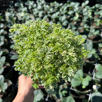 Aralia Ming Stump 6”