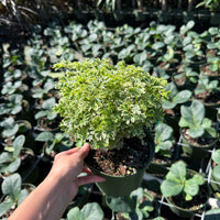 Aralia Ming Stump 6”