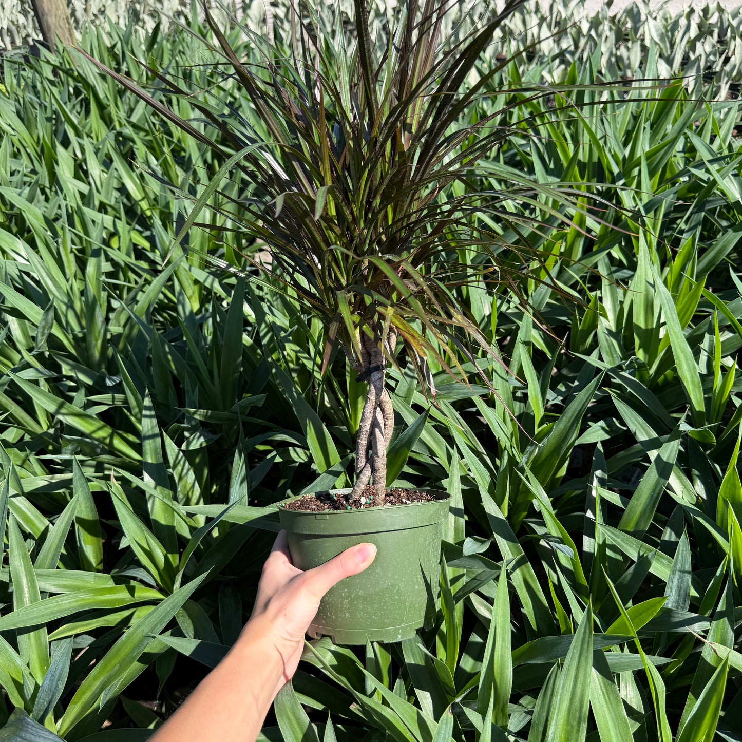 Dracaena Marginata