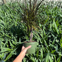 Dracaena Marginata