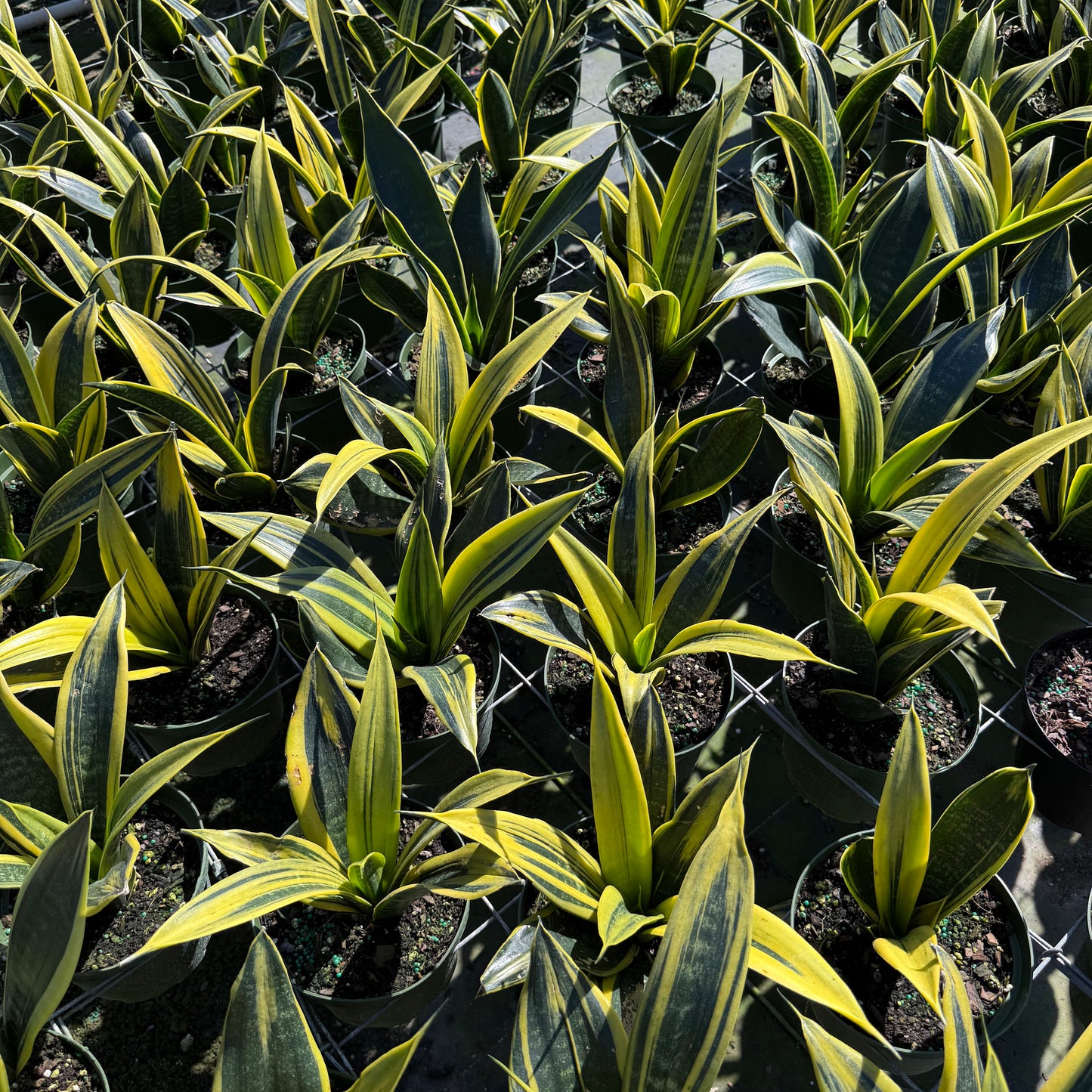 Sansevieria Golden Flame 6"