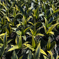 Sansevieria Golden Flame 6"