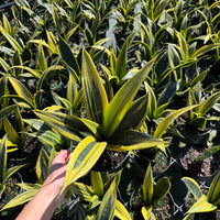 Sansevieria Golden Flame 6"