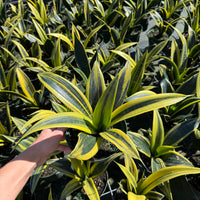 Sansevieria Golden Flame 6"