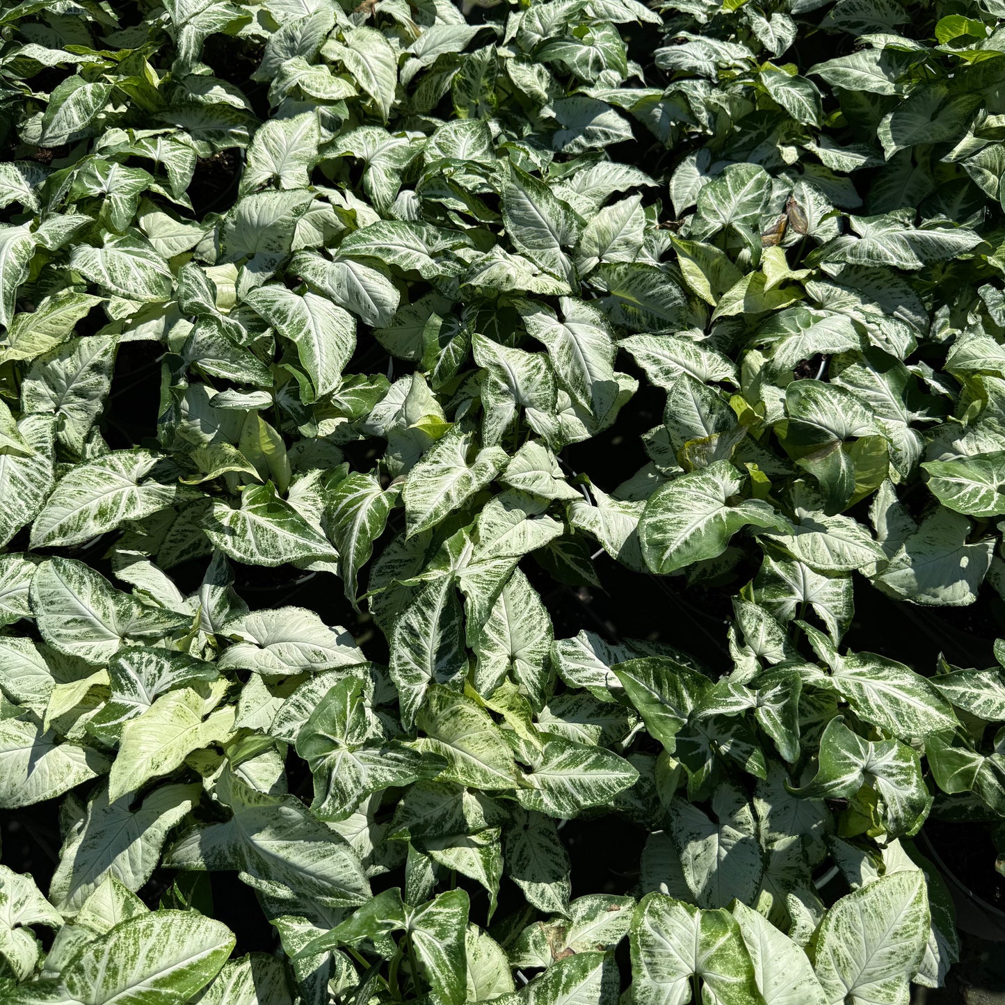 Syngonium Holly M. 6”