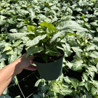 Syngonium Holly M. 6”