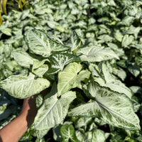 Syngonium Holly M. 6”