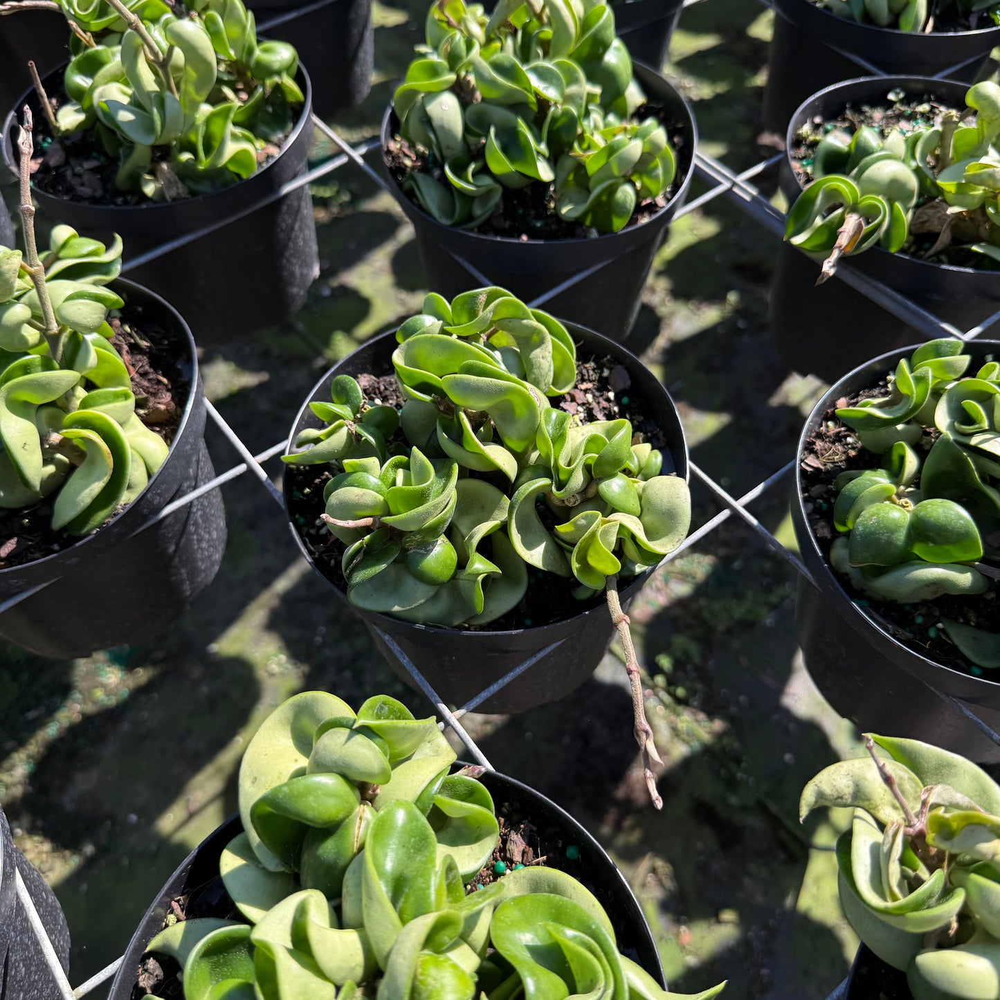 Hoya carnosa (Wax Plant)