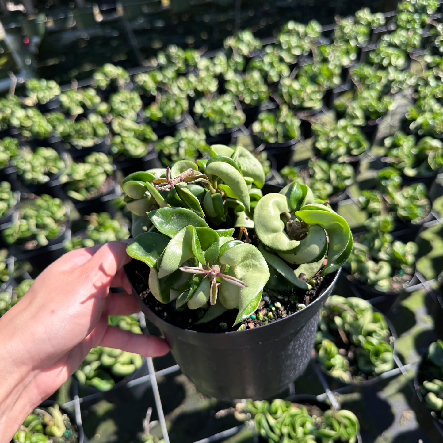 Hoya carnosa (Wax Plant)