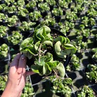 Hoya carnosa (Wax Plant)
