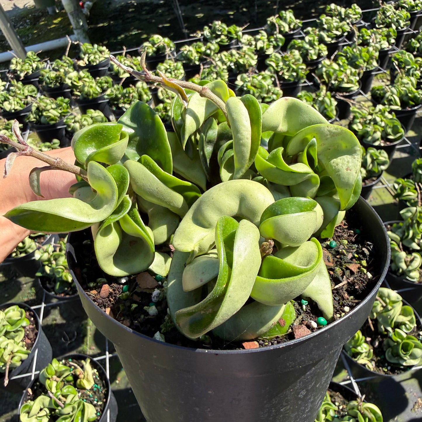 Hoya carnosa (Wax Plant)