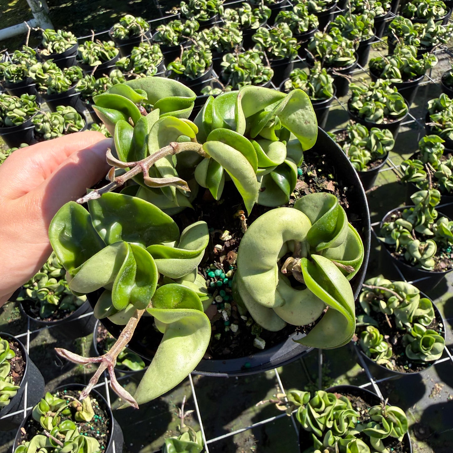 Hoya carnosa (Wax Plant)