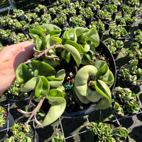 Hoya carnosa (Wax Plant)