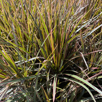 Dracaena Bicolor Bush