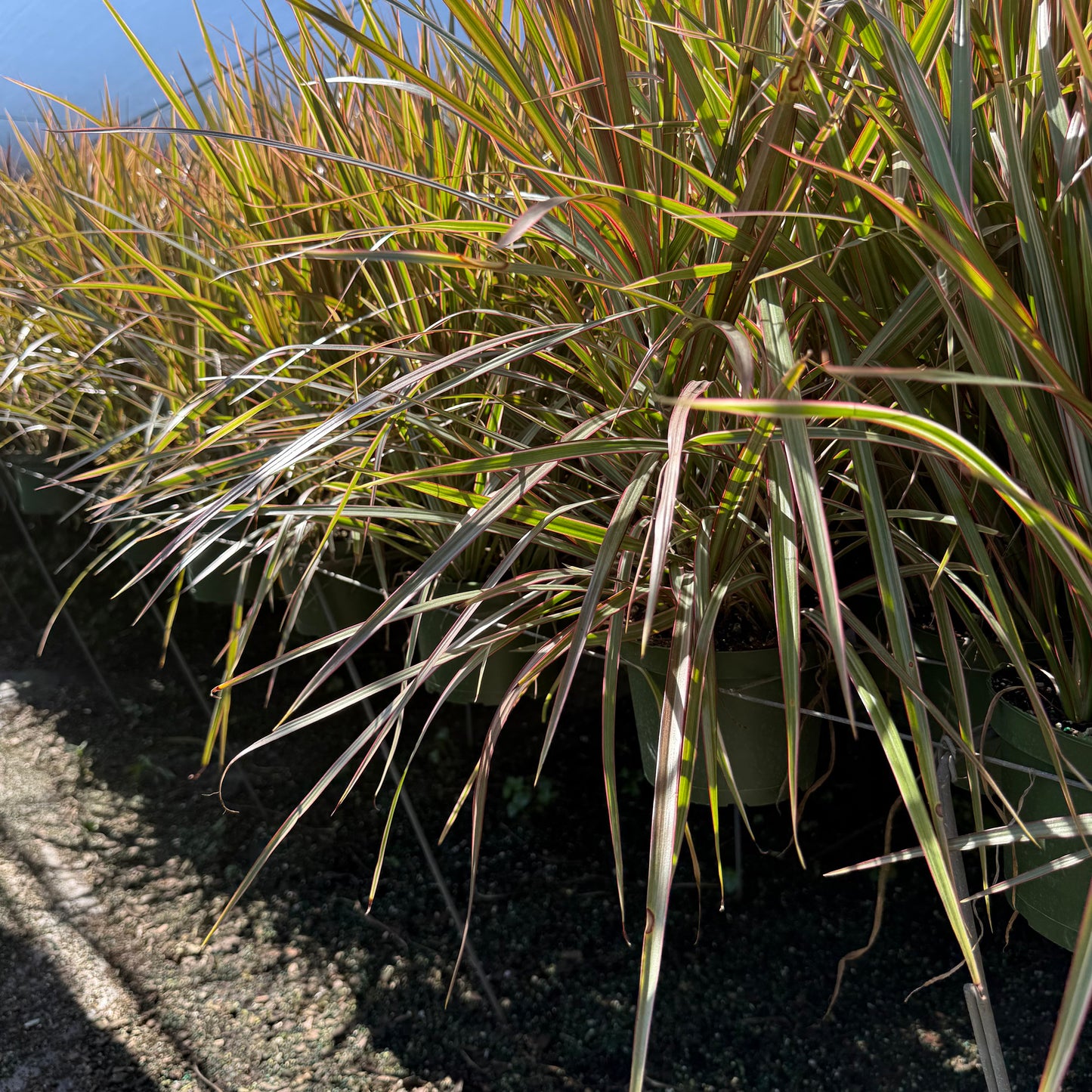 Dracaena Bicolor Bush