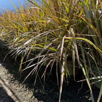 Dracaena Bicolor Bush