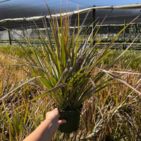 Dracaena Bicolor Bush