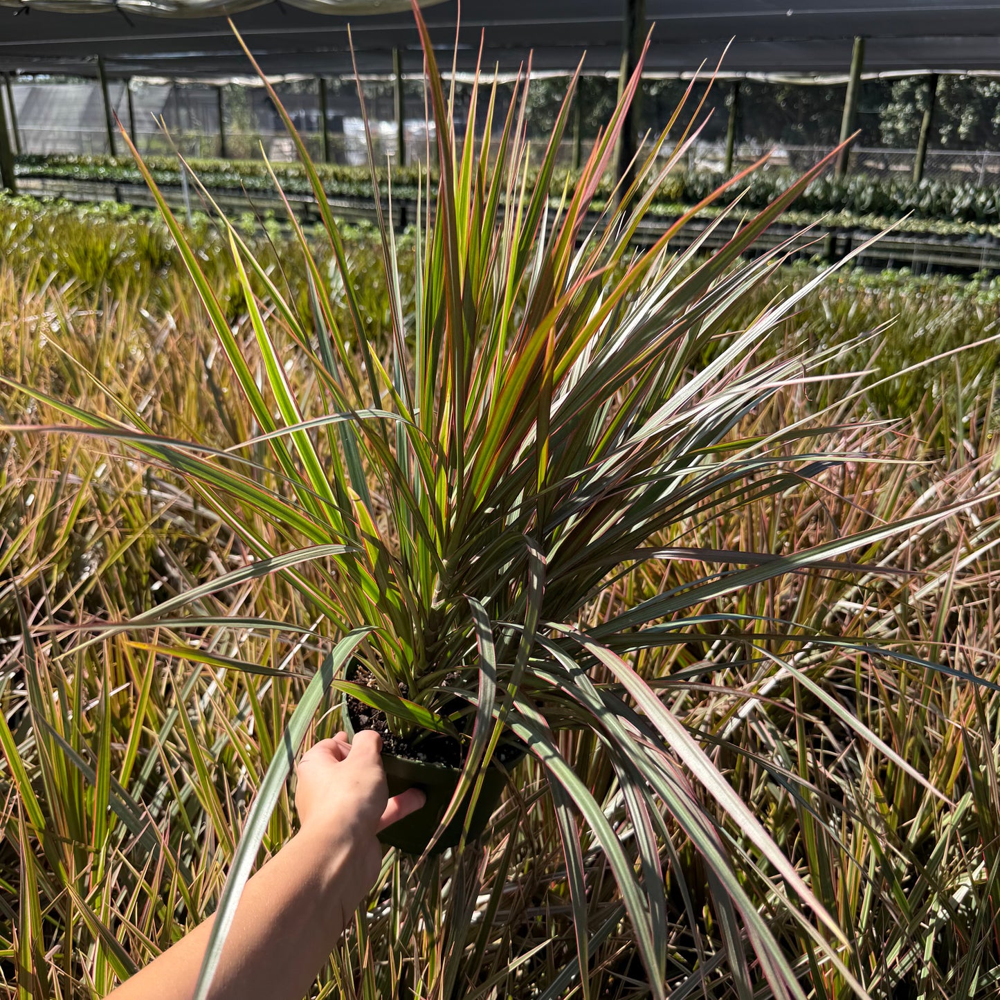 Dracaena Bicolor Bush