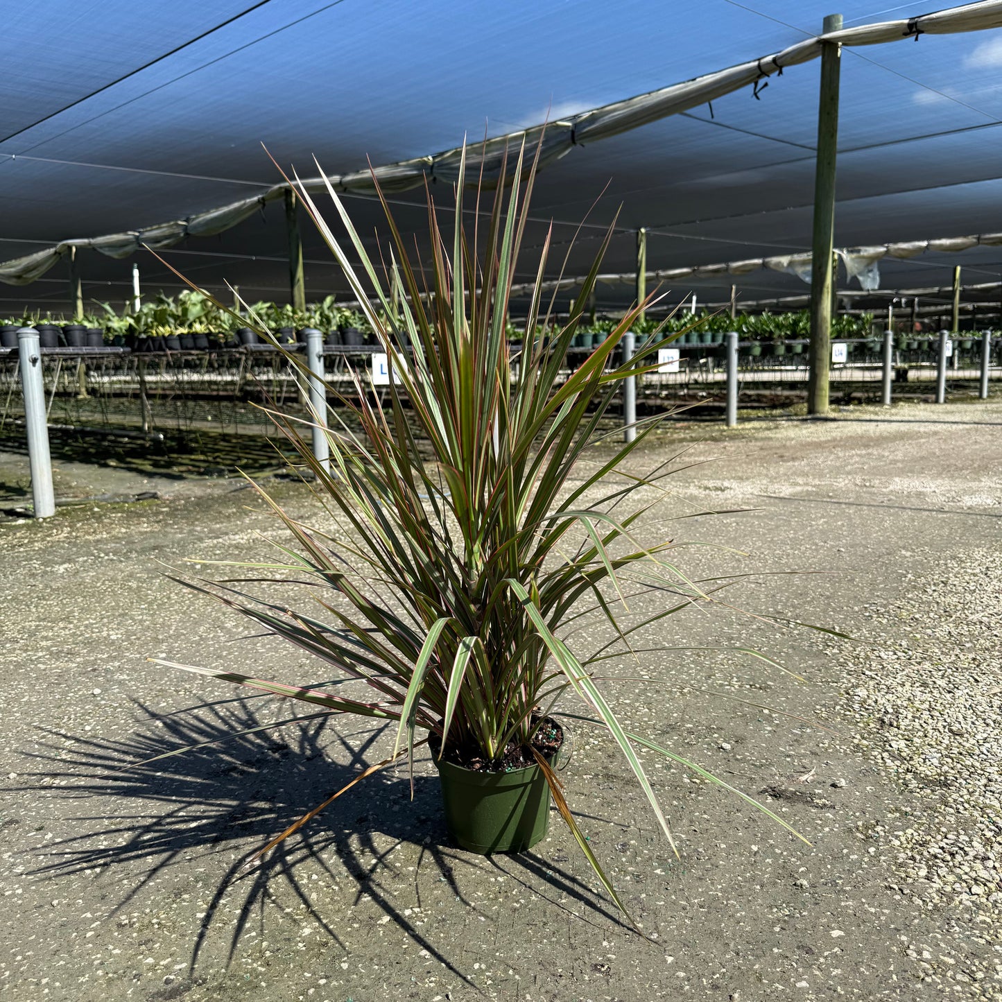 Dracaena Bicolor Bush