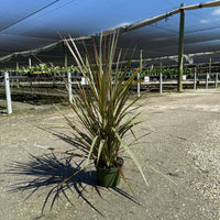 Dracaena Bicolor Bush