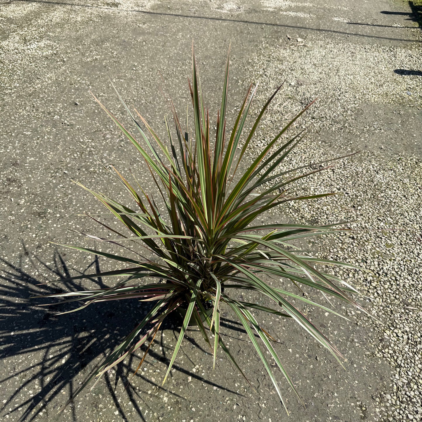Dracaena Bicolor Bush