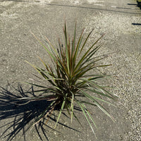 Dracaena Bicolor Bush
