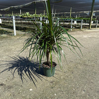 Dracaena Marginata