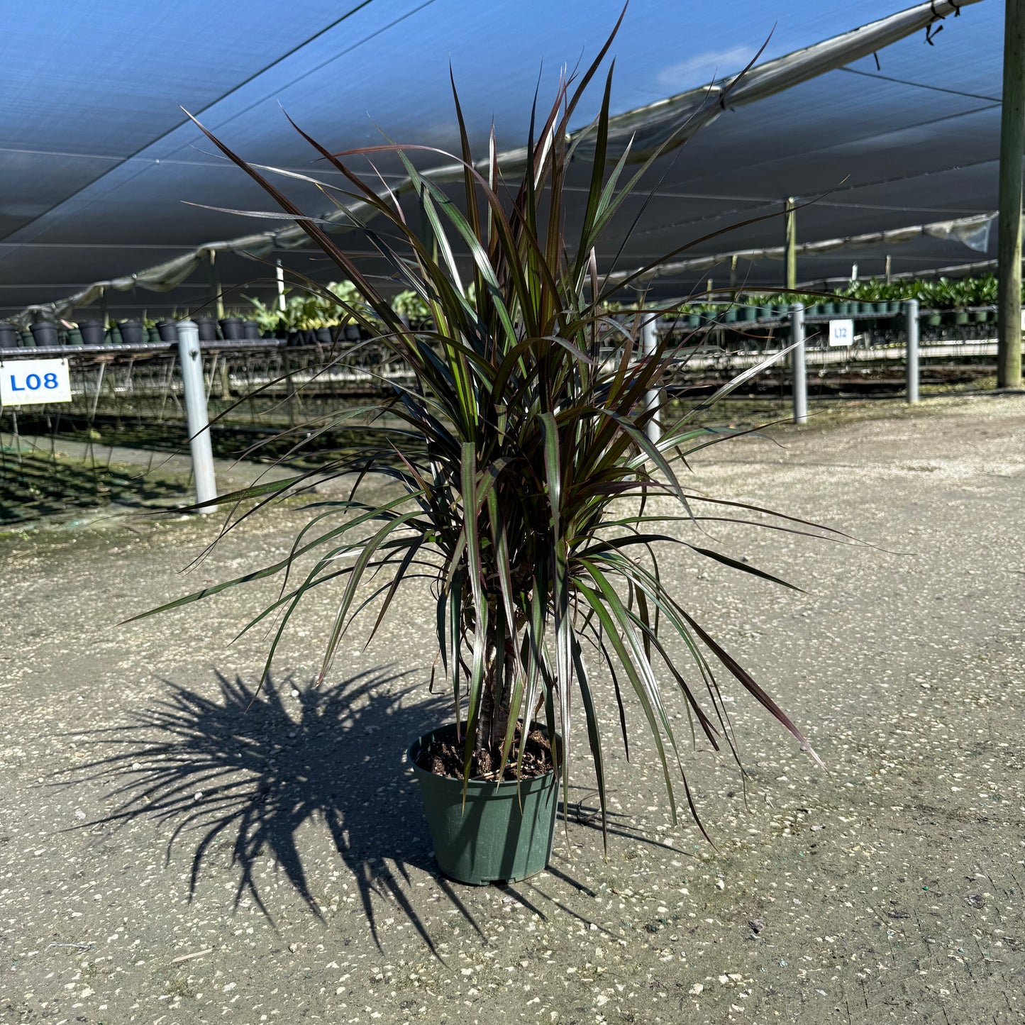 Dracaena Marginata