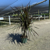 Dracaena Marginata
