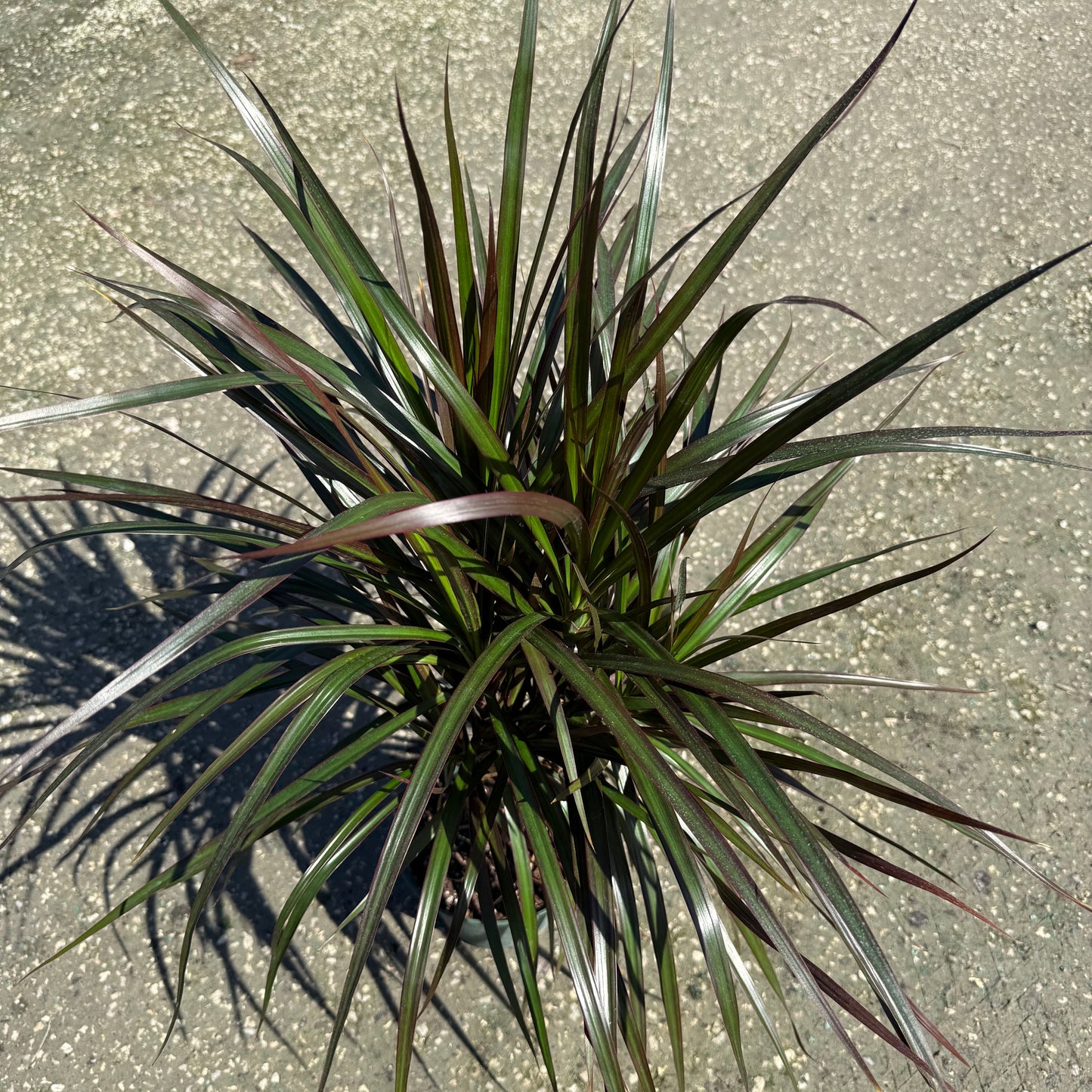 Dracaena Marginata