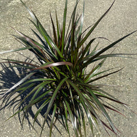Dracaena Marginata