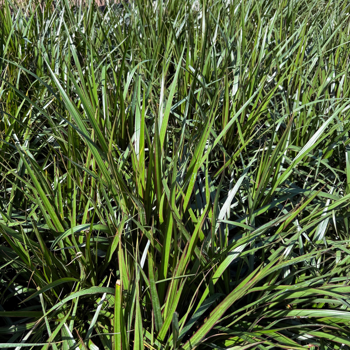 Dracaena Marginata