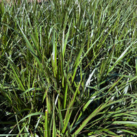 Dracaena Marginata