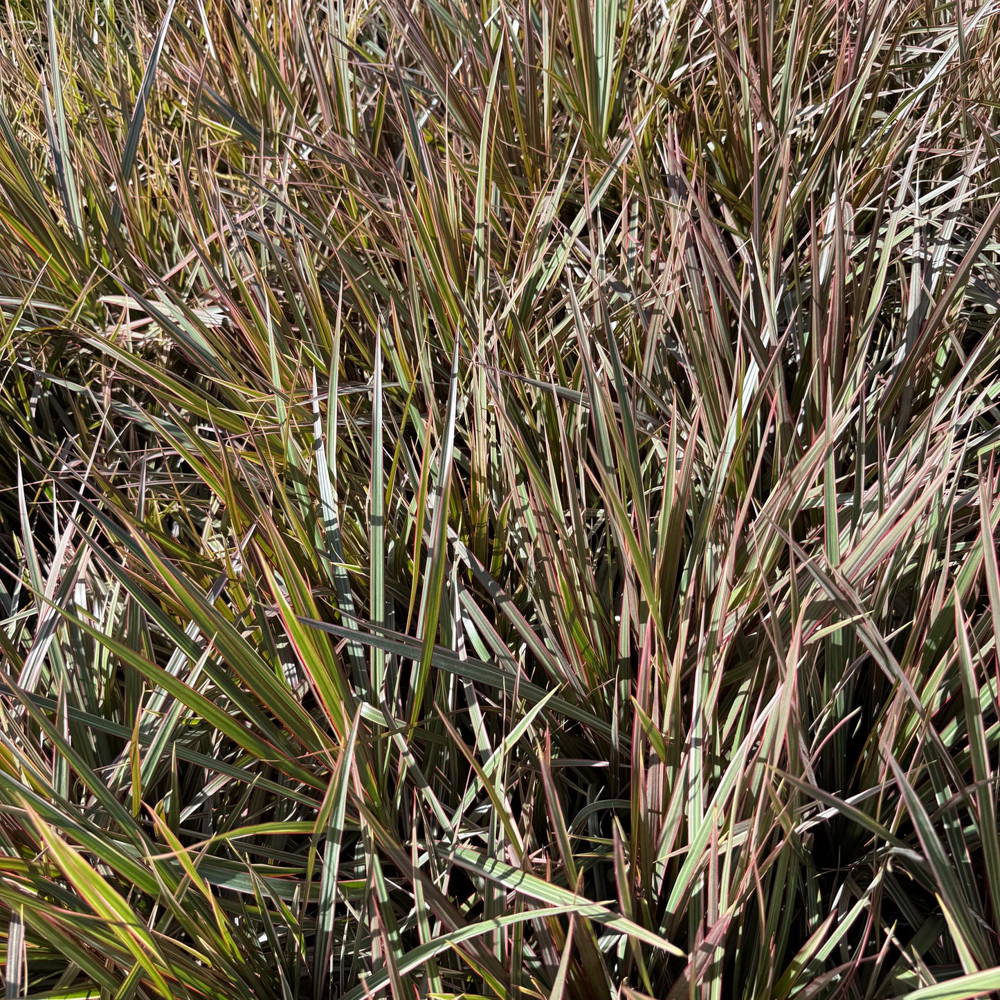 Dracaena Bicolor Bush