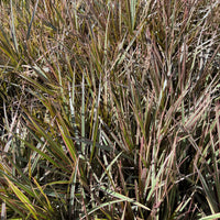 Dracaena Bicolor Bush