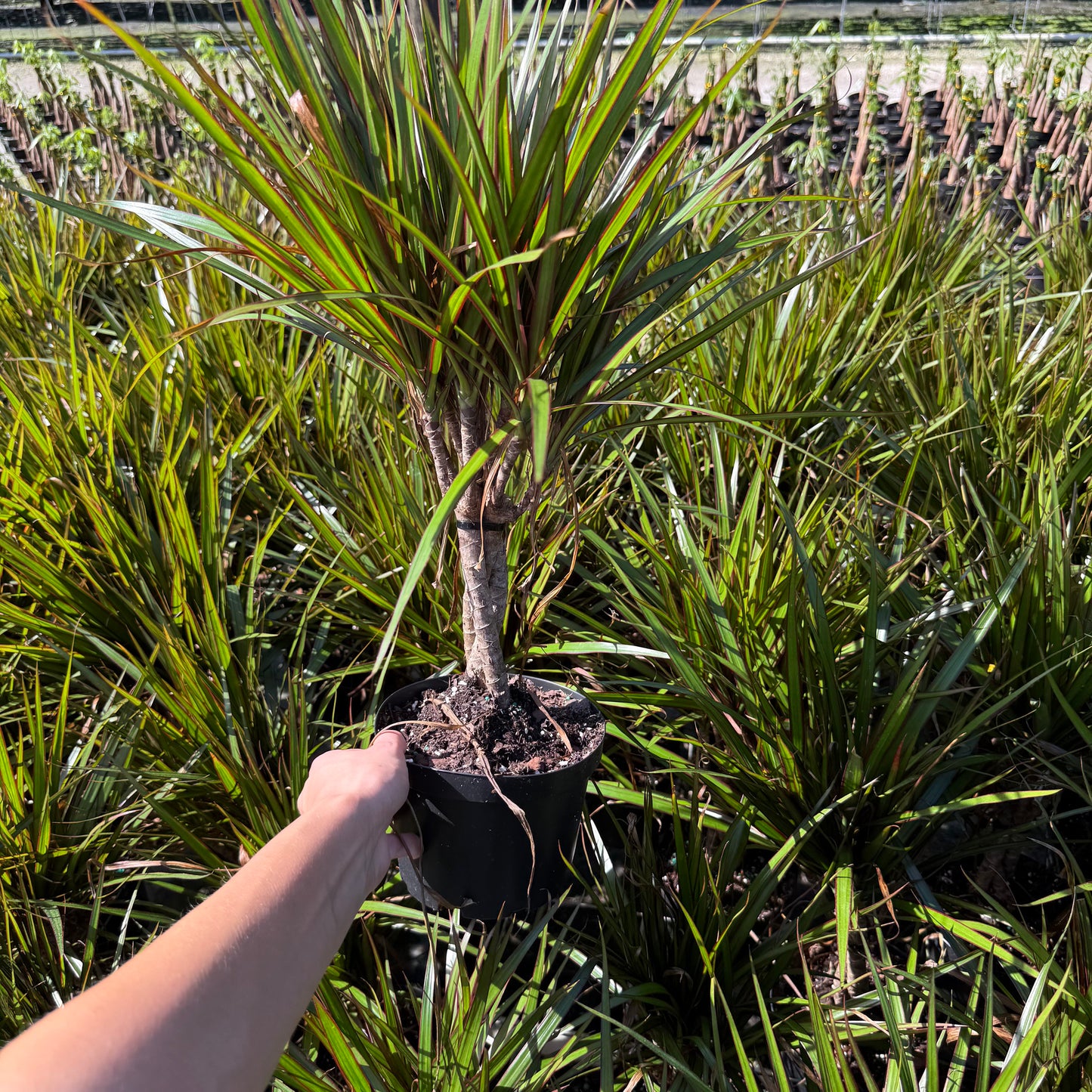Dracaena Marginata