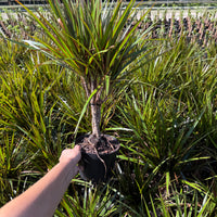 Dracaena Marginata