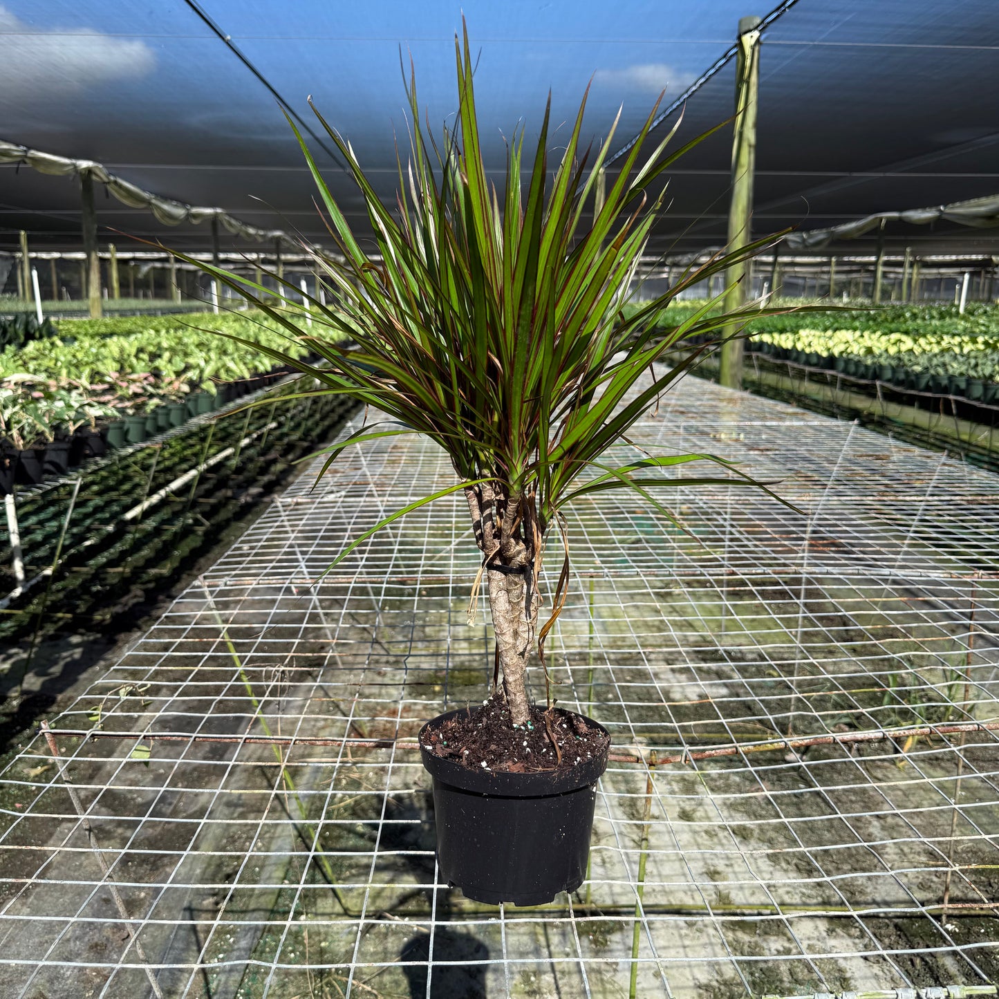 Dracaena Marginata